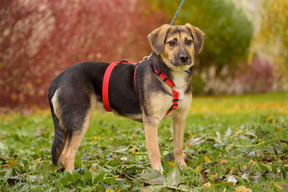 TULUKA - psi dzieciak uczy się żyć normalnie, szczeniak ok. 10 mscy