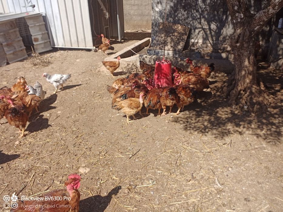 Galos do campo  caseiros