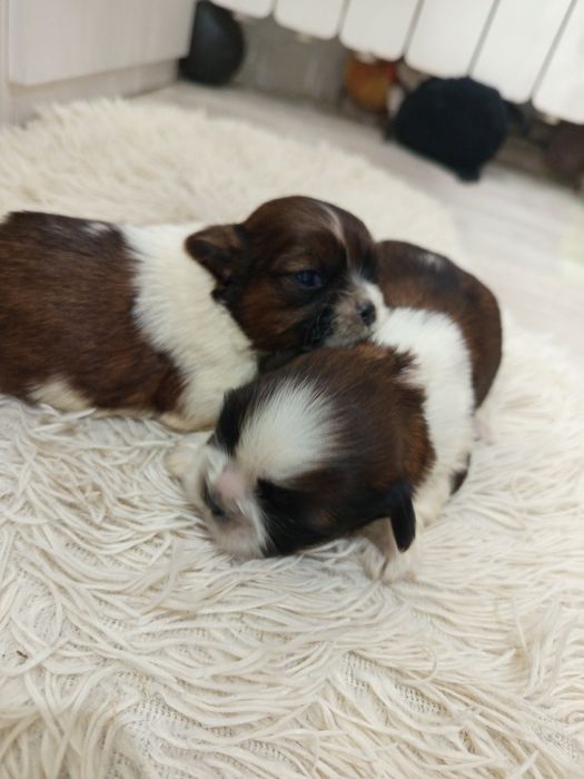 Piesek rasy shih tzu gotowy do rezerwacji