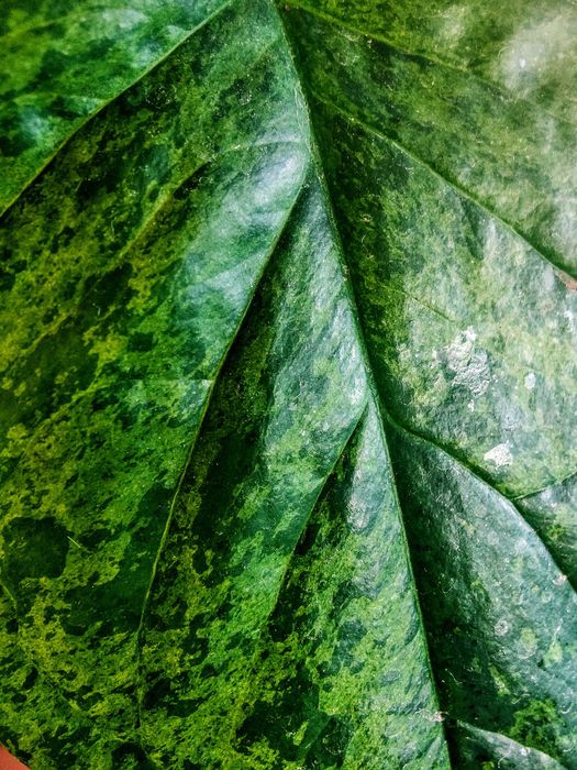 Muda Singônios_ Syngonium Podophyllum / Mottled MOJITO / RED Heart