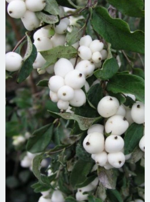 Rośliny starodawne Sadzonki kopane z gruntu