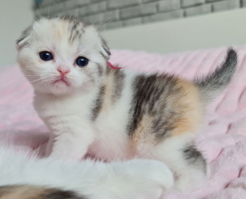 Kotka szkocka fold zwisłoucha szylkretka rodowód PZF/WCF