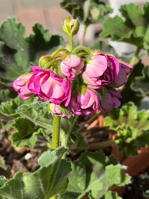 Pelargonia kolekcjonerska sadzonki