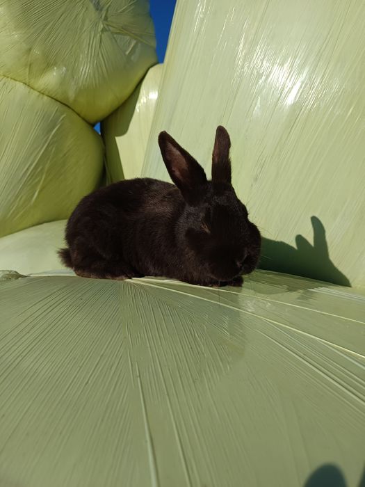 Sprzedam samca kuny wielkiej