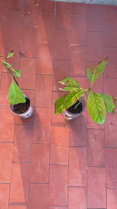 Pequenos Abacateiros