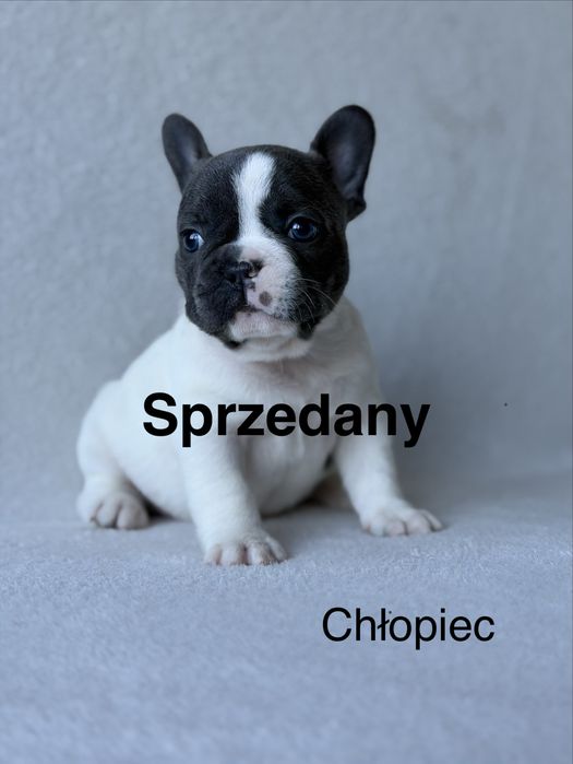 Przepiękna Sunia  Buldog Francuski