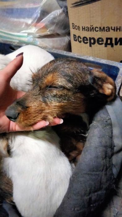 Отдам маленьких красавчиков.