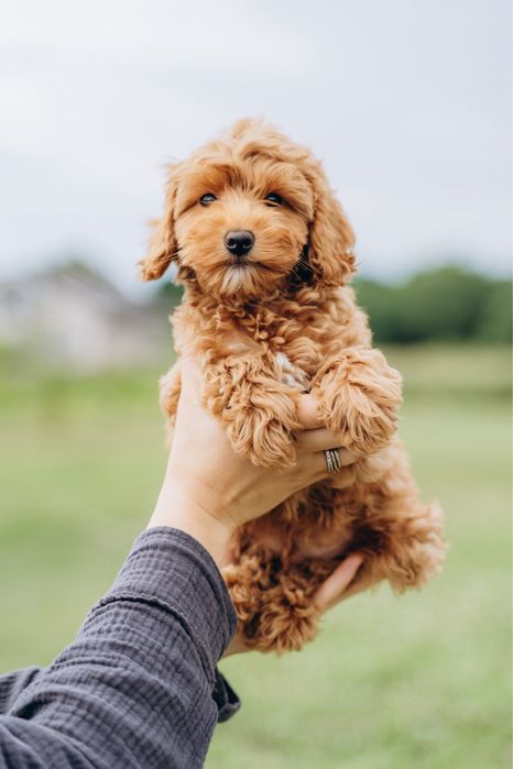 Хлопчик мальтіпу 3 місяці