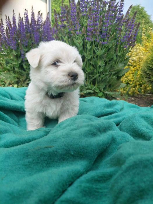 West highland white terrier piesek