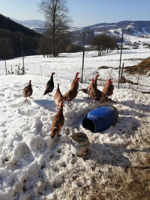 Indyczki 9 miesięczne