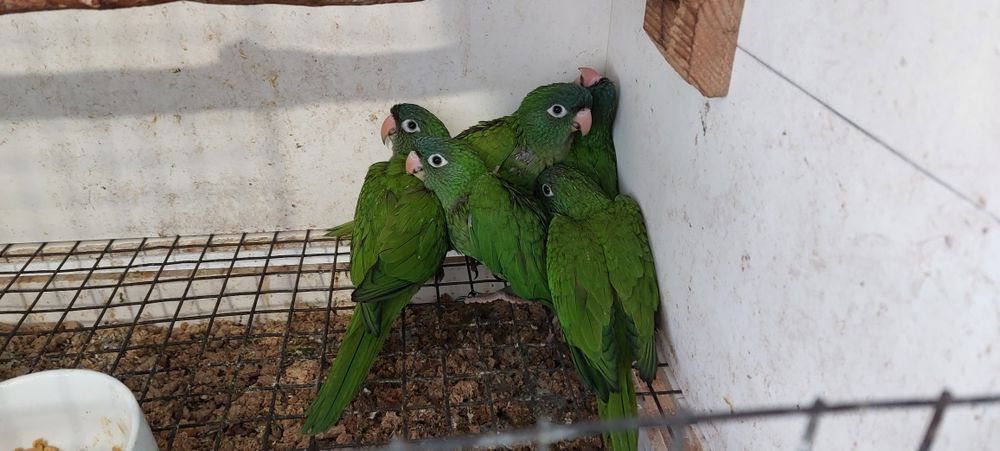 Aratinga acuticaudata 2026