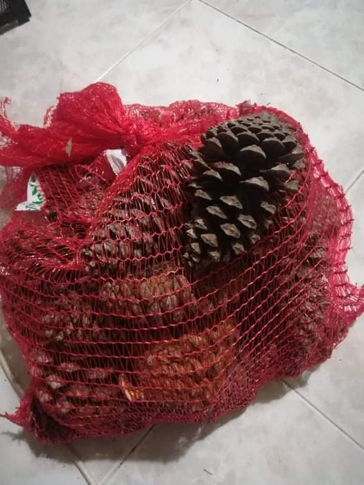 Sacas de 30 pinhas para lareira ou churrasco bem secas