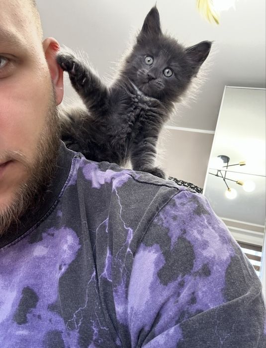 Kotka Maine Coon  |  Rodowód FPL