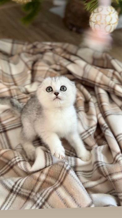 Кицюня дівчинка породиста чистокровна висс котеня шотландська