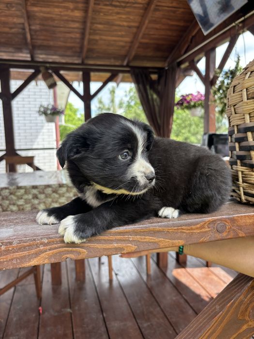 Собачка,дівчинка