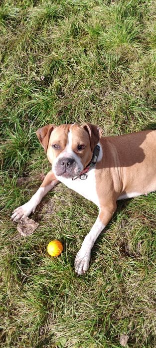 Ginger Pittbul szuka domu