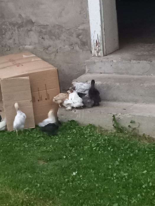 Курчата пітята..