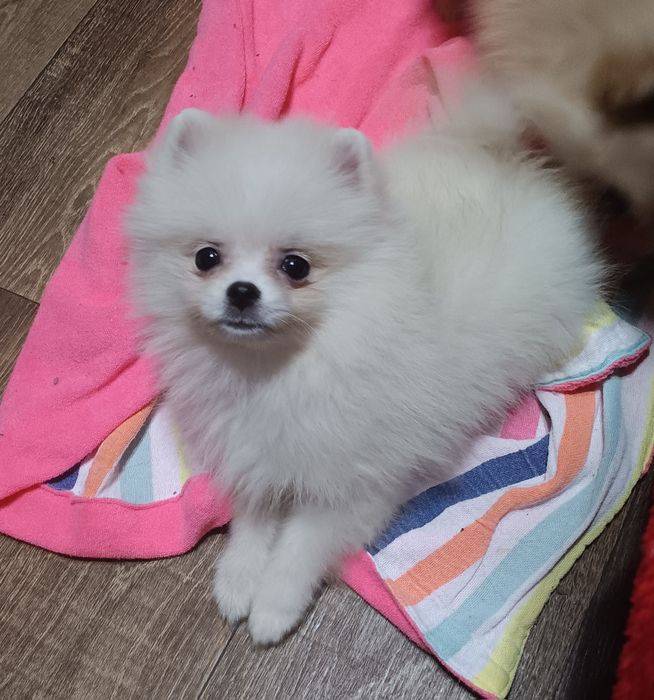 Дівчинка померанський шпиць