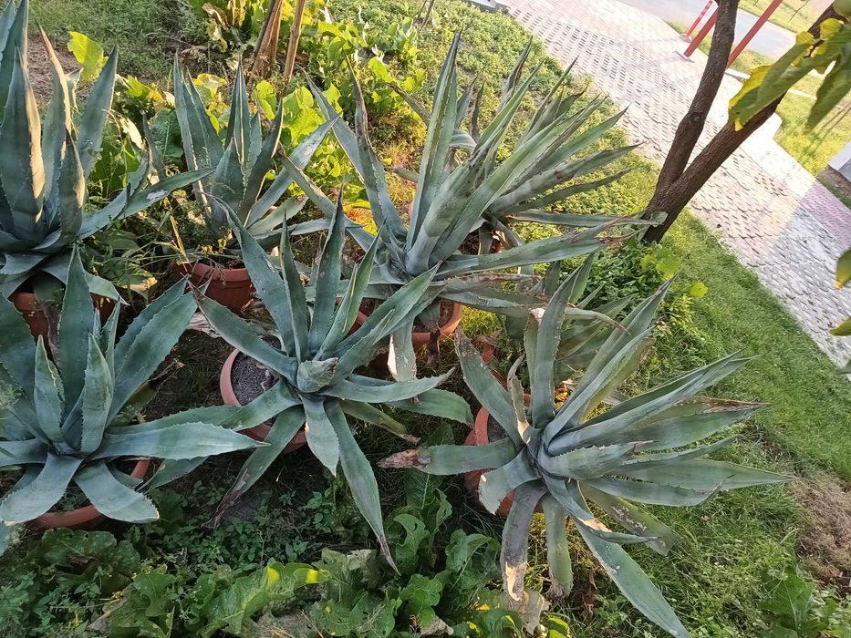 Agawa olbrzymia, wysoka