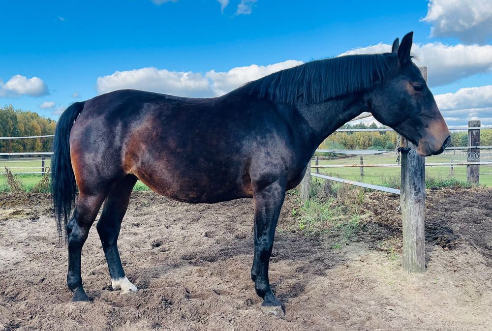 Klacz Śląska źrebna