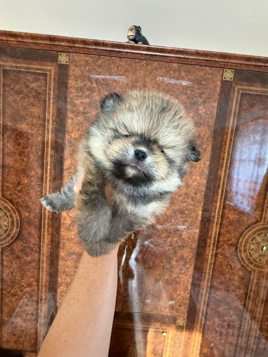 Померанський Шпіц