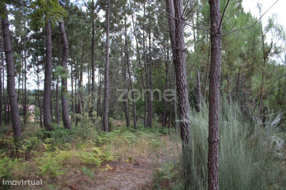 Terreno com pinhal e e mato a 15 minutos de Viseu