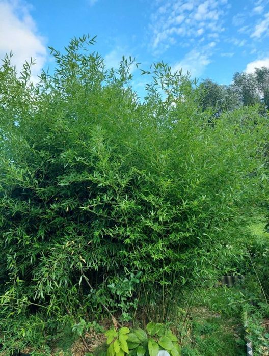 Бамбук вічнозелений морозостійкий