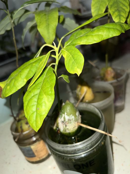 Авокадо ( проросшее)