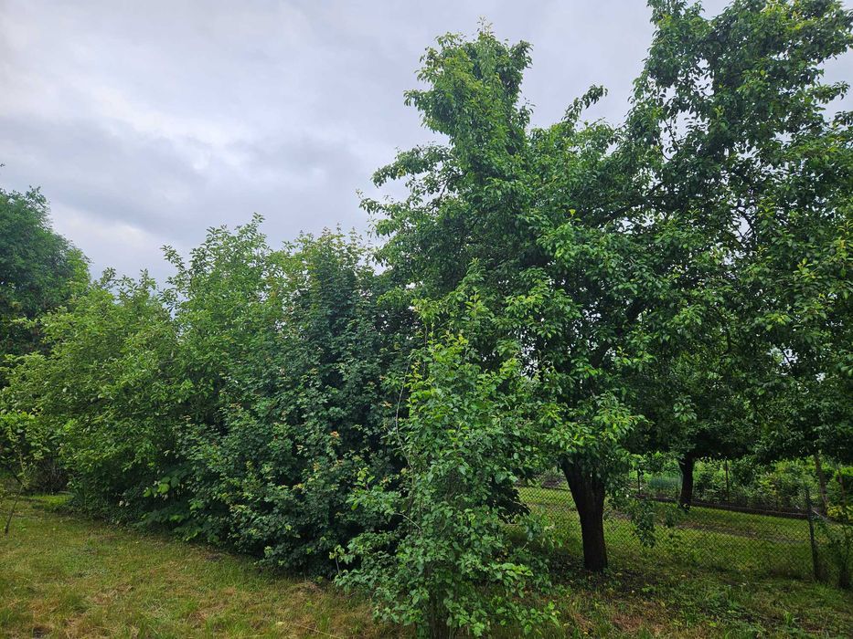 Sprzedam działkę ROD „Wiosna” w centrum Oławy – 379 m² (narożna)