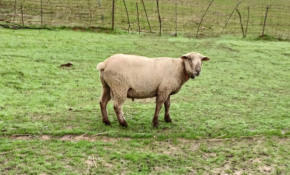 Malato com dois anos