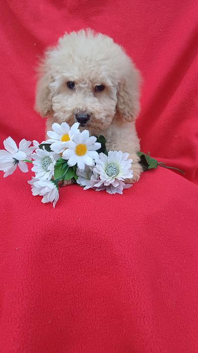 Я милий  хлопчик-той-Пудель.