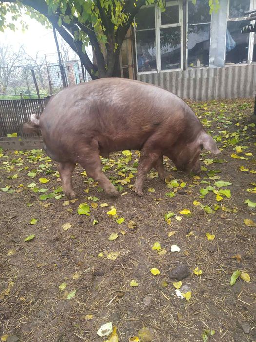 Продам робочого Кнура