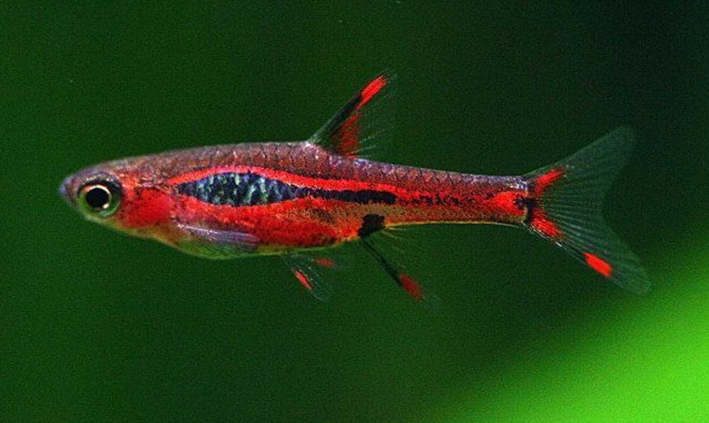 Razbora borneańska - Boraras brigittae - Rasbora - dowóz, wysyłka