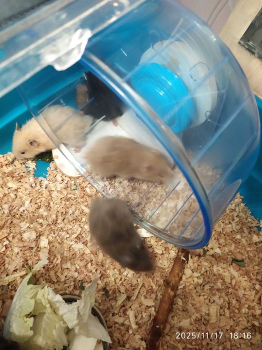 Хомяки, джунгарские хомяки