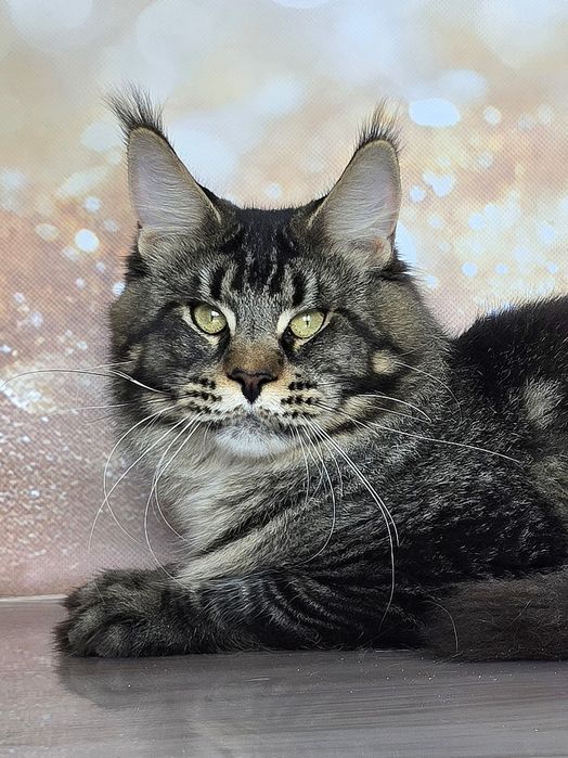 Шикарный подросток мейн-куна