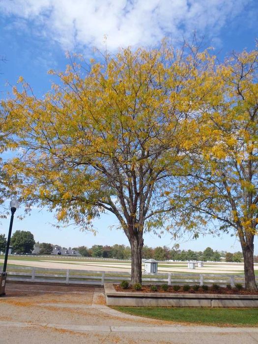 sementes de Gleditsia triacanthos