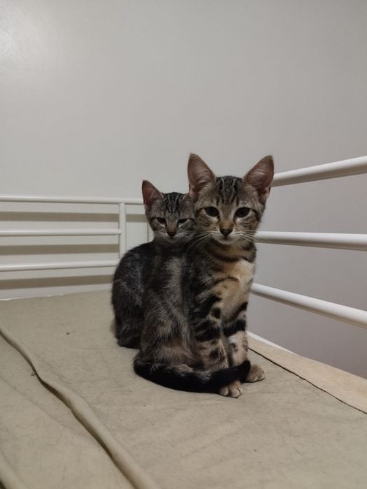 Gatinhos para adoção responsável