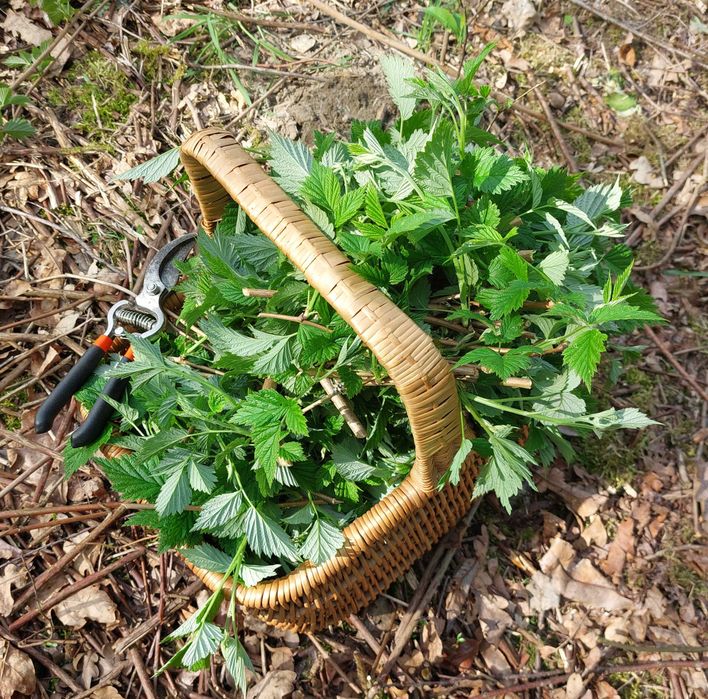 malina leśna suszone listki na herbatkę 60 g