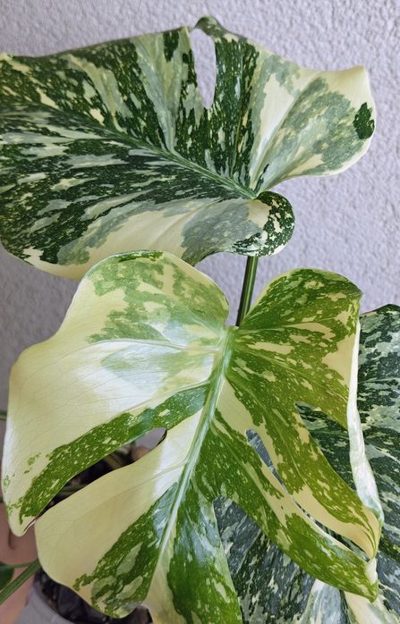 Monstera thai mutation