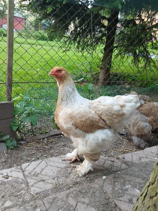 Brahma olbrzymia kura