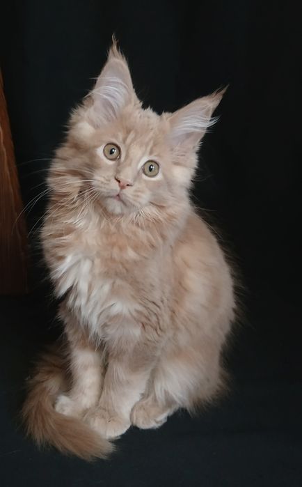 Кремовые котята Maine Coon