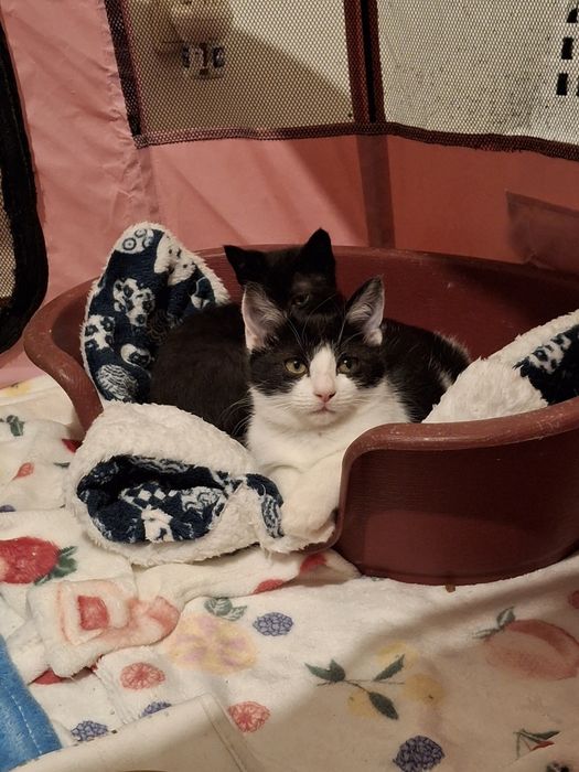 Gato bebé, 3 meses para adoção