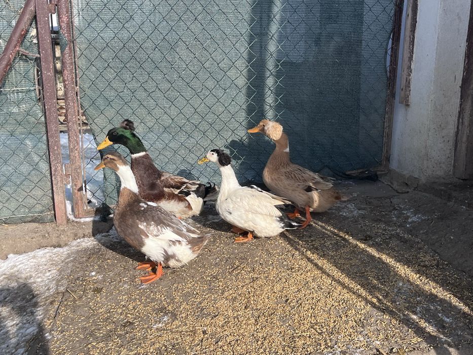 Kaczki staropolskie czubate stado zarodowe