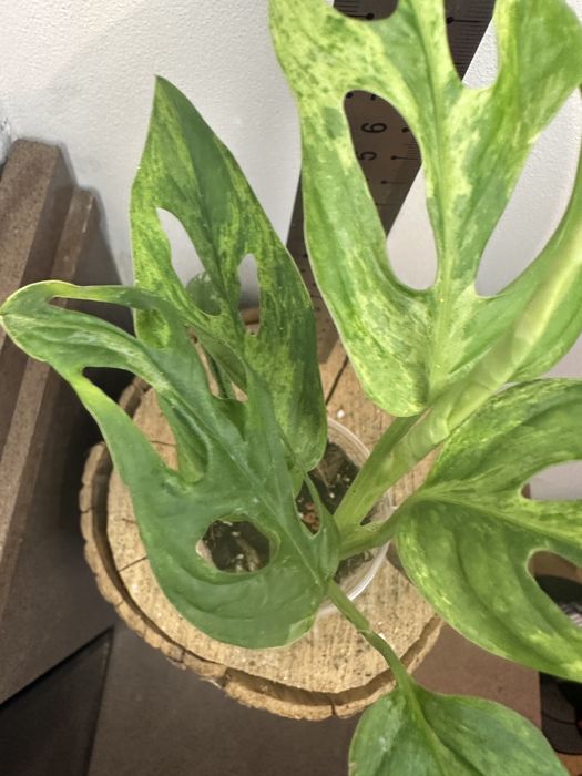 Монстера Monstera Adansonii Mint Indonesia.