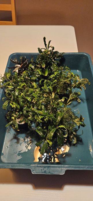 Bucephalandra roślina
