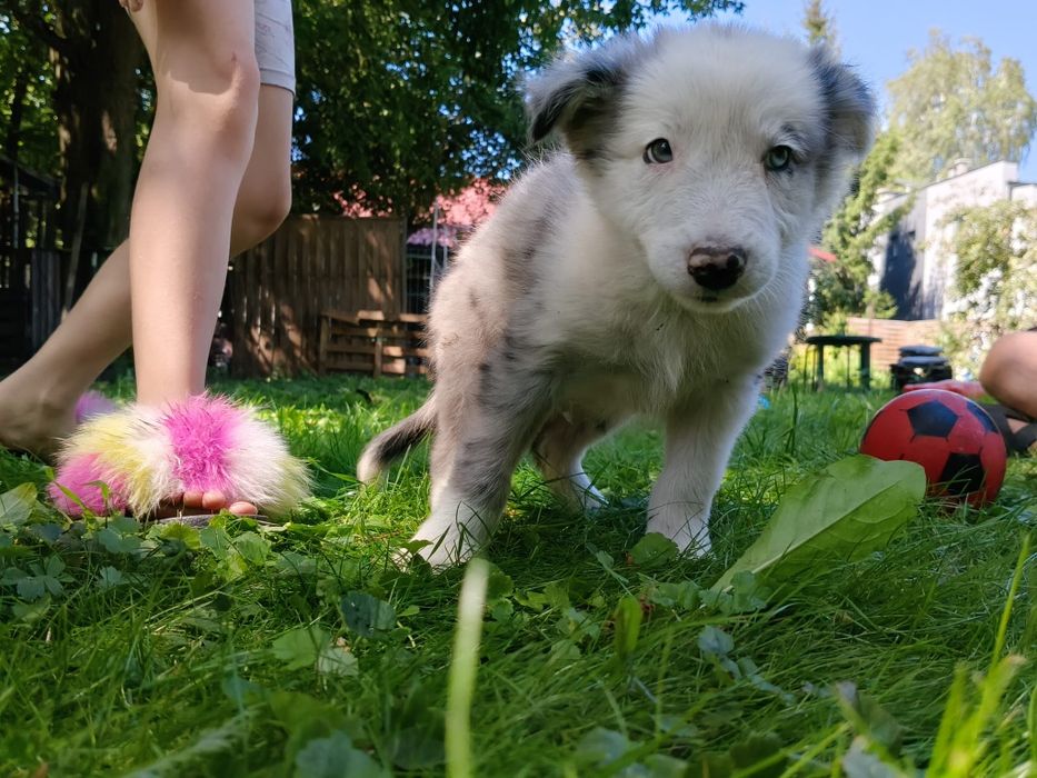 Border collie suczka blue merle
