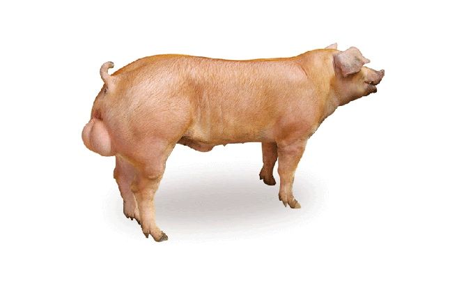 Спермопродукція, спермодози (сімʼя) для штучного осіменіння свиней