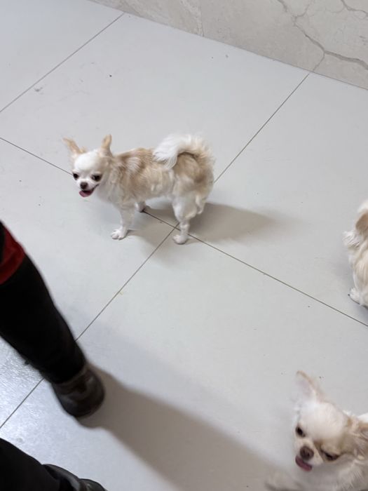 Chihuahua dziewczynka FCI