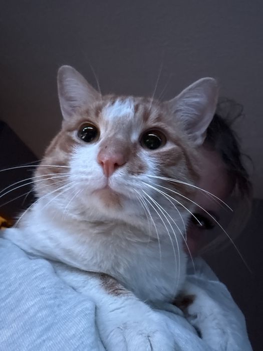 ZAGINĄŁ rudo bialy kot Tofiś