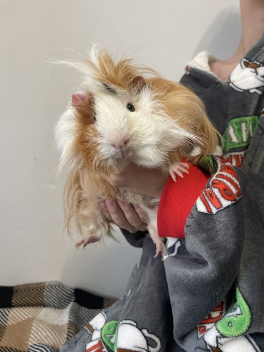 Oddam w dobre ręce dwa samca świnki morskiej .